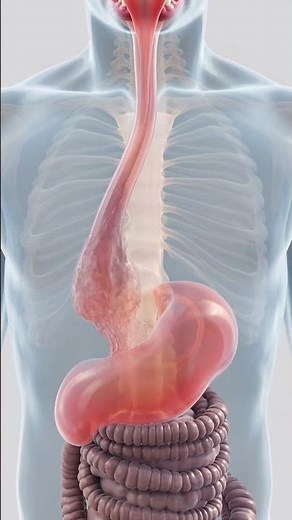 Human Digestive System Explained | Transparent Body Digestive Tract Animation 4K