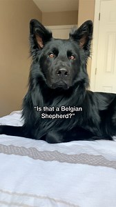 183K views · 19K reactions | Reality of having a solid black long coat German Shepherd  Did you know that German Shepherds can be solid black and have long coats? #germanshepherd #malinois #shepherd #gsd #gsdlife #dog #weeklyfluff #dogdaily #dogreel #doglover #dogcontent #dogs #pupper #blackdog #dogsofinstagram #doglife | Charlie The Black Shepherd | Facebook