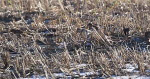 We've been treated to fabulous views of Snow Bunting on the reserve this winter! ❄️☃️ https://rb.gy/te83db 📸 Mike Atkinson | RSPB Bempton Cliffs