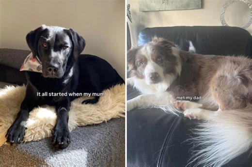 Hearts melt over black labrador, border collie's puppy with unique coloring
