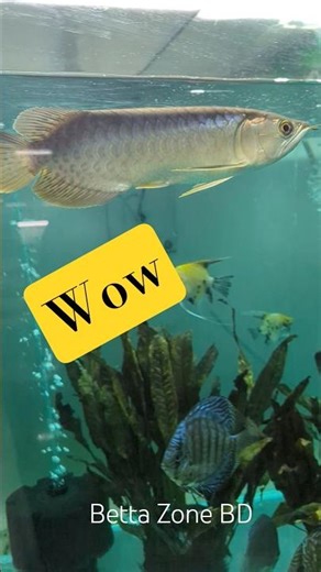 Grace in Motion 🥰 Arowana and Discus sharing the spotlight in one stunning display.”🐟💙 #aquariumfish