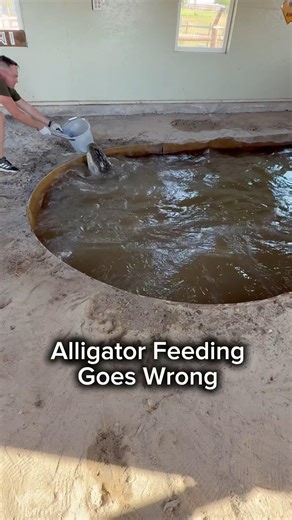 Alligator Feeding Goes Wrong 😑 #shorts #alligator