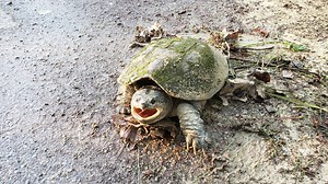 Getting 'snappy' with Wisconsin's largest turtle