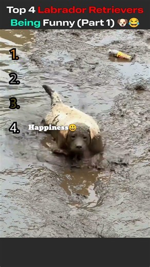 Top 4 Labrador Retrievers Being Funny (Part 1) 🐶😂