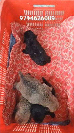 pug puppies available for sale