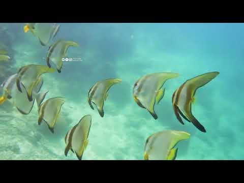 Relaxing Music The Best 4K Sea Animals for Relaxation ♫ SEA TURTLES Swimming | The Underwater Realm