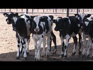 Veal Calves On Farm Before Slaughter