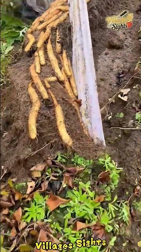 Have you ever seen yams growing horizontally? They're so relaxing!