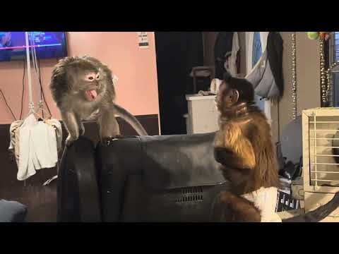 Capuchin Monkey Opie Rae Grooming Sassy Java Macaque Abby Louise ASMR