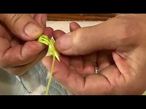 Lab#4 Flower Dissection Lab