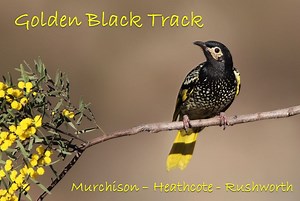 Golden Black Track