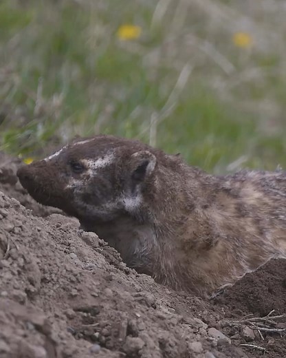 Check out this badger digging holes 😯 | MetDaan Animals