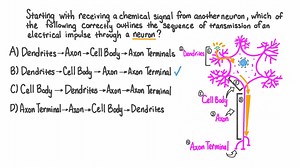 Describing the Sequence of Transmission of an Electrical Impulse through a Neuron