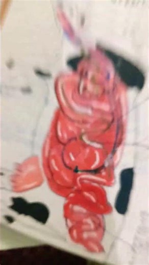 digestion in ruminant ##artwork ##youtubeshorts