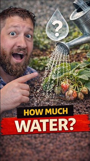 How Much Water Do Strawberries Need Per Week?