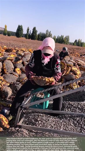 Simple sunflower threshing methods that save time and effort #relaxing #satisfying #farming