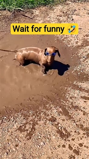 Dog wears swimming goggles and splashes more mud around #ai #dog #shorts #shortfeed #comedyeffect