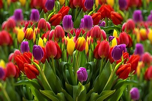 The Many Looks and Classifications of Tulips