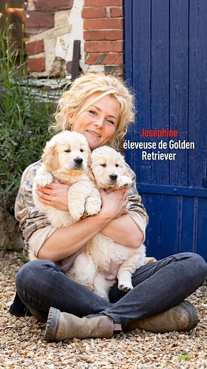 Découvrez l'univers de Joséphine, éleveuse de Golden Retriever et partenaire Royal Canin ! ❤️ Passionnée, Joséphine partage son quotidien avec ses boules de poils. Entre jeux, apprentissage et moments de tendresse, toute la famille participe à cette belle aventure 🐕 🤝 Royal Canin est fier d'accompagner et de soutenir des éleveurs français. Un grand merci à l’Elevage du Clos Richard - Golden retriever d'avoir partagé avec nous cette passion ! ➡️ Le Golden Retriever nécessite une alimentation éq