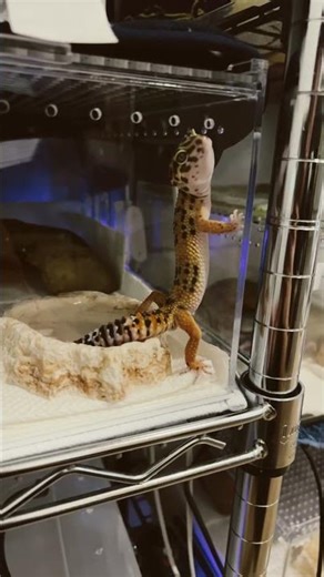 【爬虫類】朝から何かを訴えるレオパ #爬虫類 #爬虫類動画 #leopardgecko