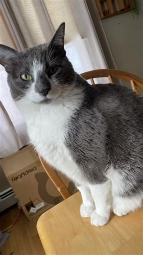 This handsome cat tells it like it is 🤣 #cattok #CatLife #viralcats #pawsitivevibes #funnycats