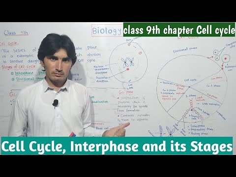 Cell Cycle, Interphase and its stages G1, G2, GO and S-phase | class 9th | chapter | cell cycle |