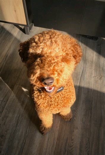 Elmo: The Clumsy and Kind Dog of Joy