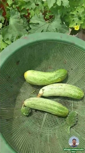 Organic vegetables grown with love on my rooftop 💚#OrganicFarming #TerraceGarden #harvesting