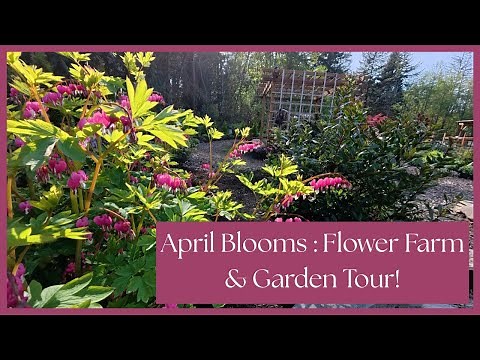 Tour Our Flower Farm in Full Spring Bloom 🌷 | April Garden Walk 2025