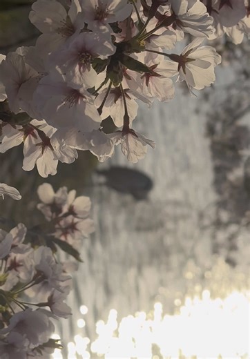 朝日とソメイヨシノ #染井吉野 #ソメイヨシノ #明石公園 #明石公園🌸さくら満開 #春だね #桜の花 #風景動画を撮るのが好きな人と繋がりたい #風景動画癒し