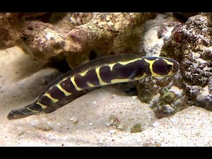 コンビクトブレニー Convict blenny Pholidichthys leucotaenia