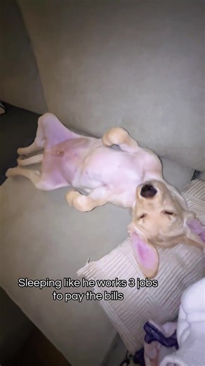 Labrador Retriever Takes a Nap at Dad's Office