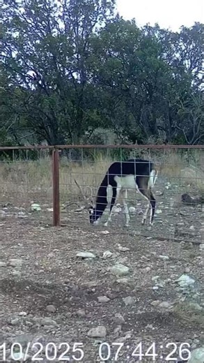 Blackbuck hunting at AGO