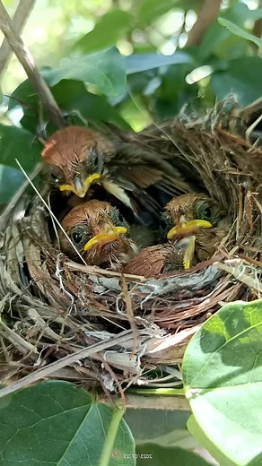 5.6K views · 228 reactions | Wildbird life #bird #nature #viral #beautiful #wildlife #wildbird #reel #birdlover | Beautiful Birds | Facebook