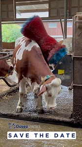 The Dovea Genetics Fleckvieh Breeding Webinar takes place TONIGHT at 7:30pm https://us06web.zoom.us/j/85743505734 Hear from Benedikt Pfister, GGI Spermex & Niall Duffy Dairy Programme Manager at Dovea Genetics! Guest speakers will include -Brendan McAuliffe, 3 way Fleckvieh/ Norwegian Red cross spring calving system - milking 160 cows & improving yield through Fleckvieh breeding - Sean Power, pedigree & first cross Fleckvieh herd on a grass based zero-grazing system - Dinny Galvin, traditional b