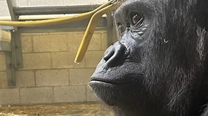 Cincinnati Zoo gorilla welcomes first baby. See video
