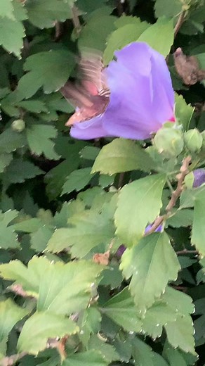 3K views · 63 reactions | This little sphinx moth (also called hawk moth) was loving the Blue Chiffon rose of Sharon last night!  | Garden Gate Magazine | Facebook
