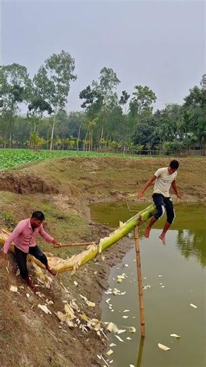 One shot cutting the banana tree