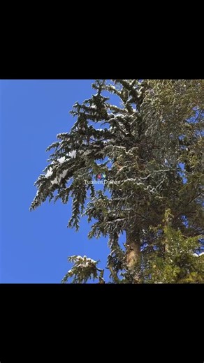 Hai Tamanna Hume Tumhe Dulhan Banaye 💍❤️ | Romantic Proposal Status