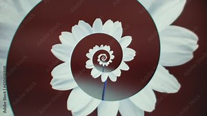 Swirling spiral of flower petals. Animation. Female animation with blooming unfolding flower bud. Abstract bud blooming in moving spiral of petals. Spring flower animation