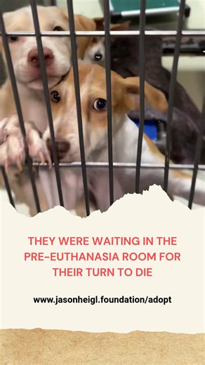 They were waiting in the pre-euthanasia room for their turn to die. Some as young as 10 weeks old—tiny lives that had not had a chance to begin. On Thursday, staff at the Kern shelter called us in desperation. They were about to euthanize over 28 dogs—three entire litters of motherless puppies among them—to make room for a massive hoarding/boarding case. By the time we got the call, five dogs were already gone. We don’t know if any of them were babies. This is not the fault of Kern. This is the 