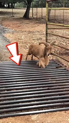 Understanding Cattle Grids in UK Farming Practices