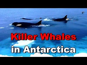 Killer Whales (orcas) on the Ice Edge of McMurdo Sound, Antarctica