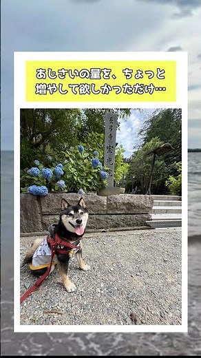 【やりすぎチャッピー】あじさいをちょーと増やしてほしかっただけ ＃チャッピー #柴犬 #shortsvideo