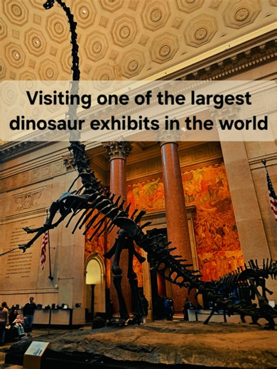 The dinosaur halls at the American Museum of Natural History in NYC hold over 600 fossil specimens, including the iconic Tyrannosaurus Rex, Triceratops, and the massive Titanosaur that doesn't even fit in one room! 10/10 exhibits, 0/10 survival chance in the cretaceous. #amnh #dinoexhibit #newyorkcity #fossils #museum