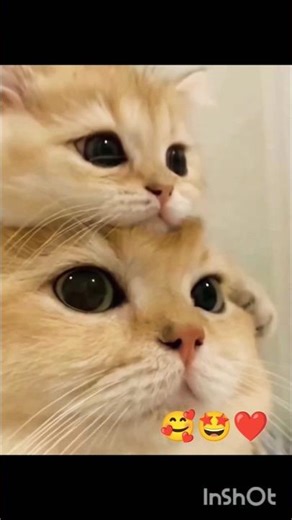 Cute Fluffy Cat Compilation😍#shortsfeed #cat #cuteanimals #catshorts