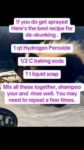 3.2K views · 91 reactions | Here is our little secret on how to not get sprayed when cleaning out a skunk kennel. #Riverbanditwildliferescue #amazinganimals #skunk #wildlife | Leslie Greene | Facebook