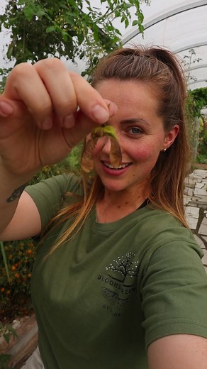 Exploring the Fascinating World of Samara: The Seeds of the Irish Sycamore Tree