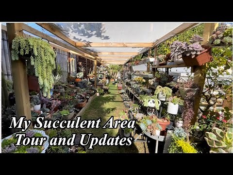 Succulent Garden Tour and Updates