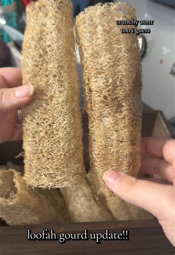 DIY Loofah Sponges: Drying, Cleaning & Harvesting Gourds